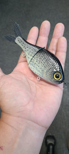 Jr Shad- Crappie