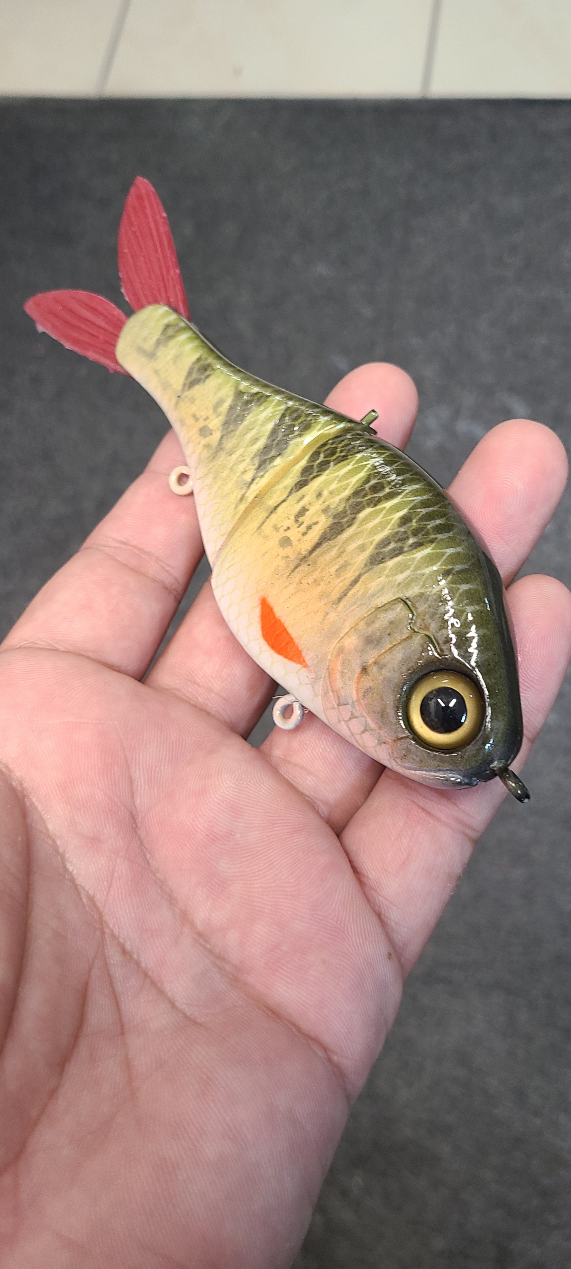 Junior shad-Perch