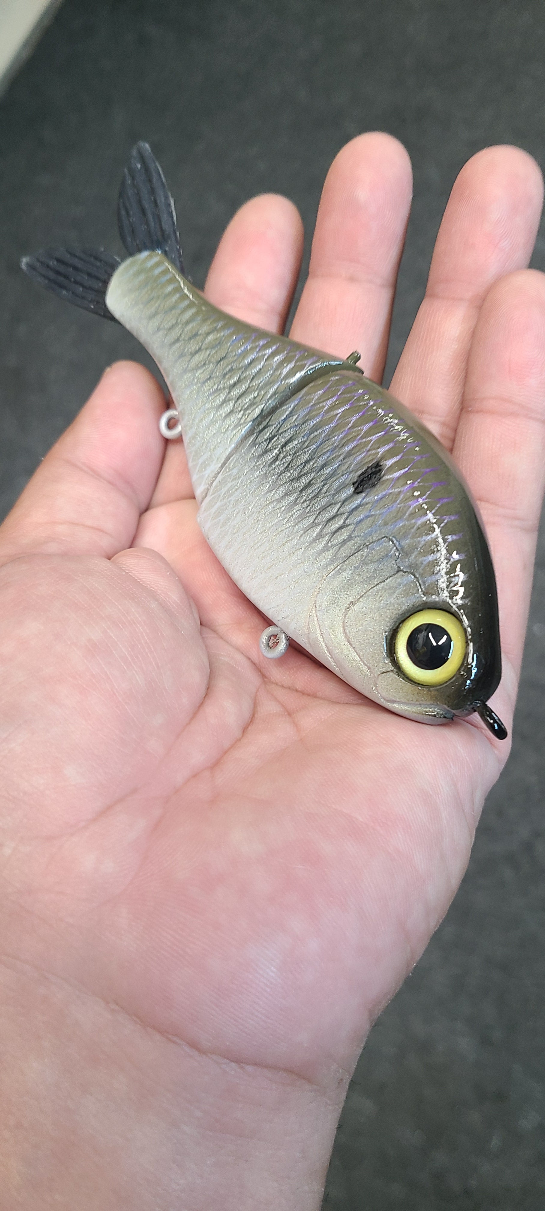 Jr Shad - Brown back
